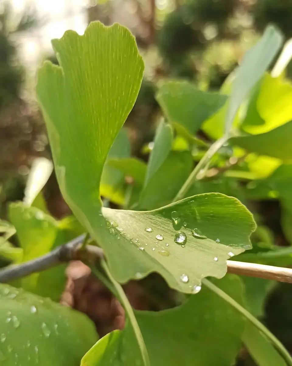 Feuilles de ginkgo couvertes de gouttes de rosée