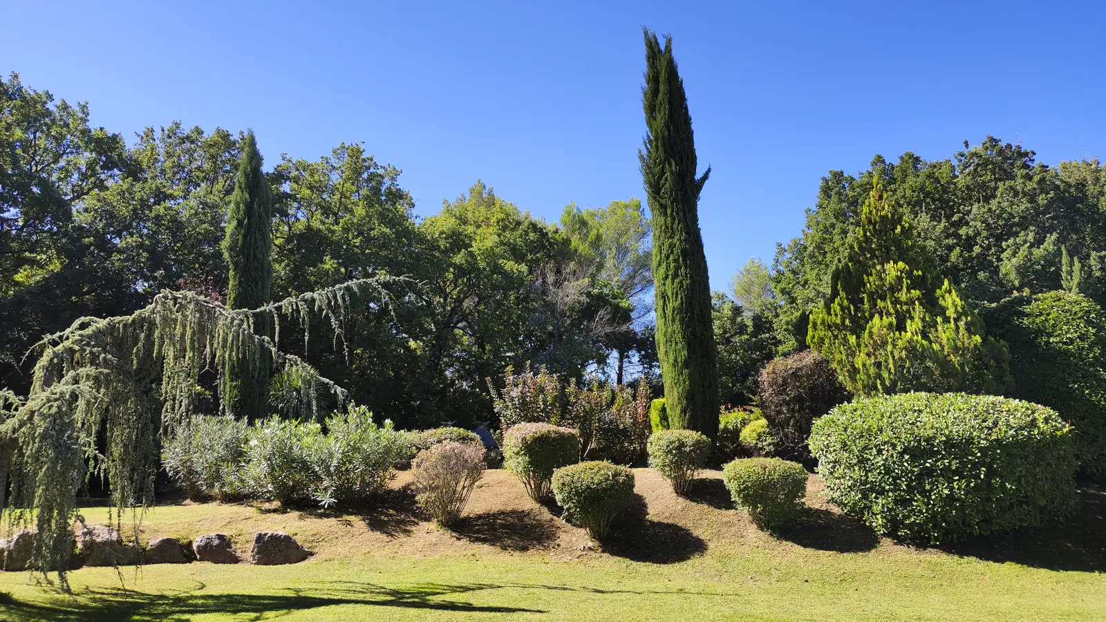 Après : arbustes taillés en boules sur le talus, pelouse nette sous le cyprès.