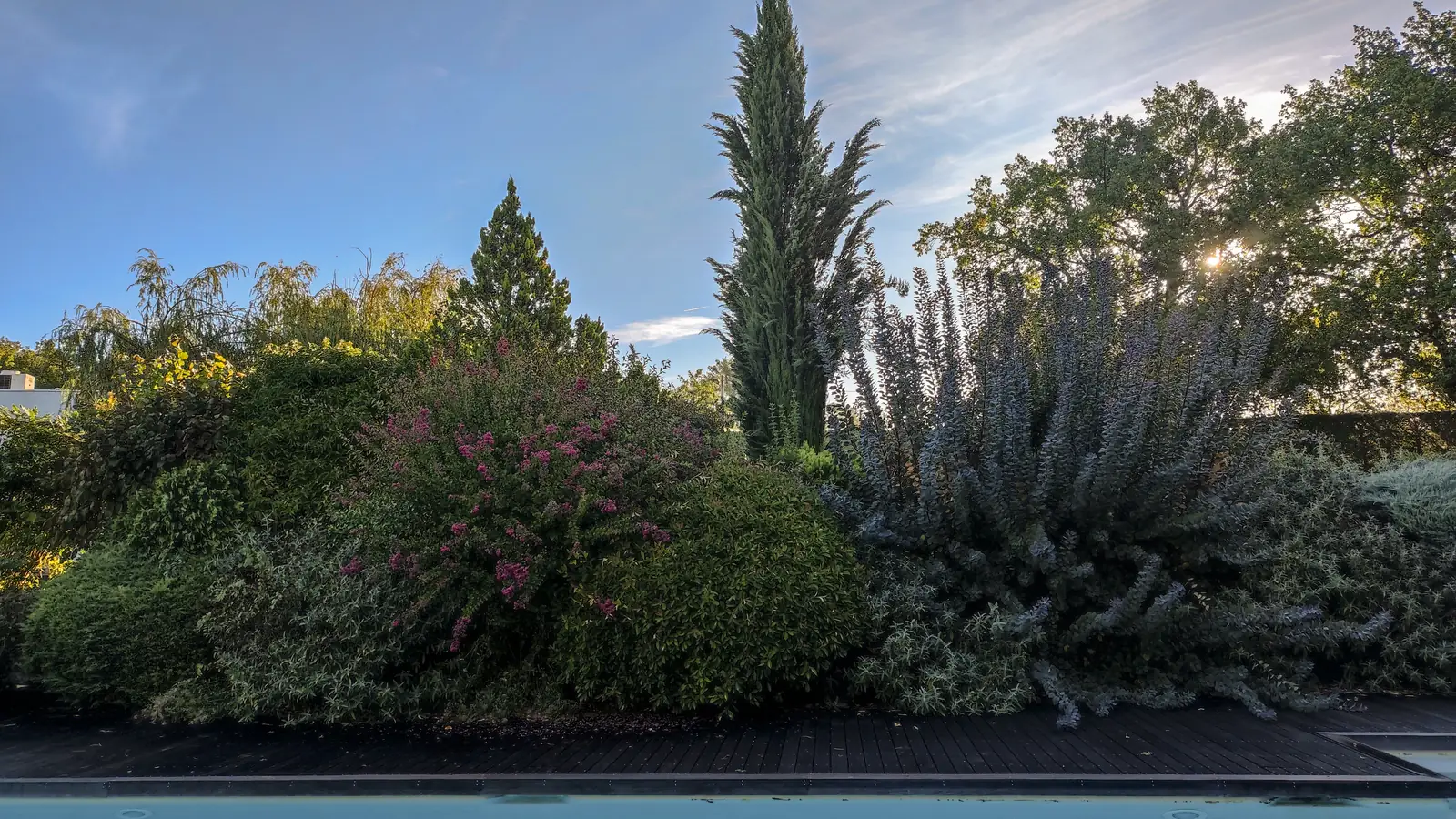 Avant : massif dense et débordant au bord d’une piscine, arbustes non taillés.