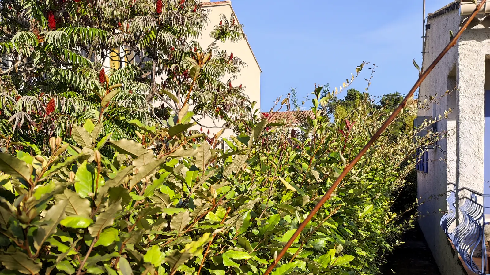 Avant : haie dense et débordante qui longe le mur d’une maison, passage encombré.
