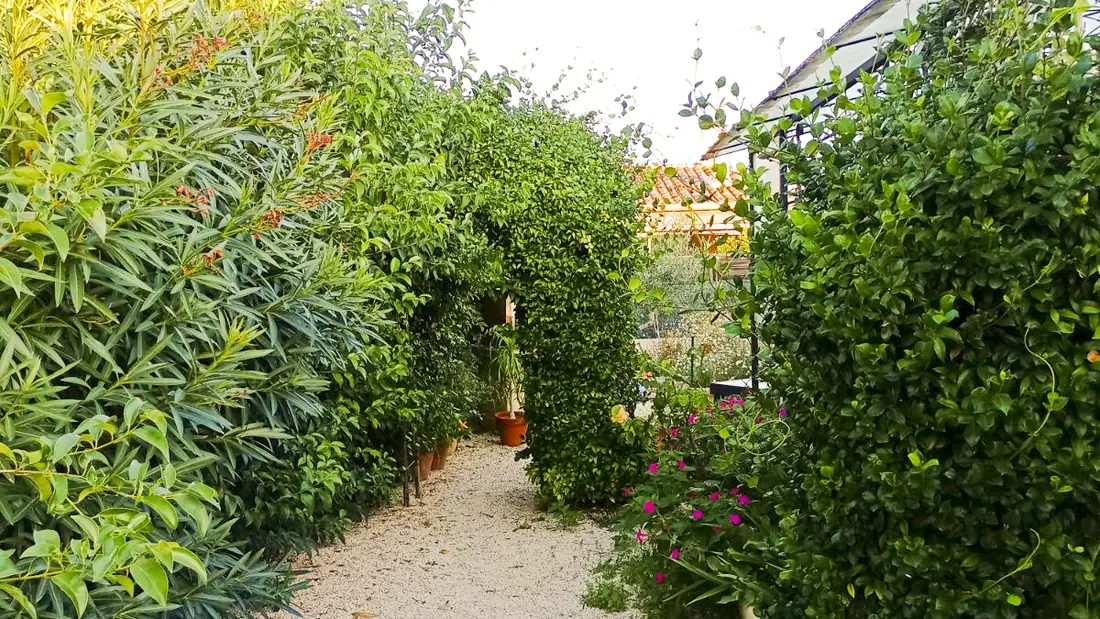 Avant : allée gravillonnée bordée d’une végétation dense qui déborde sur le passage.